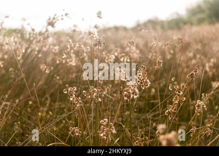 Grasfeld bei Sonnenuntergang in Bella Vista, Maldonado, Uruguay Stockfoto