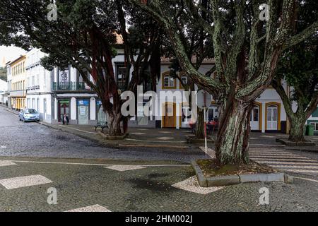 Alte große Bäume an der Hauptstraße, Angra do Heroismo, Portugal, Azoren, Terceira Island, Stockfoto