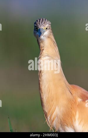 Erwachsener Squaccoreiher, Ardeola ralloides, Comunidad valenciana, Spanien Stockfoto
