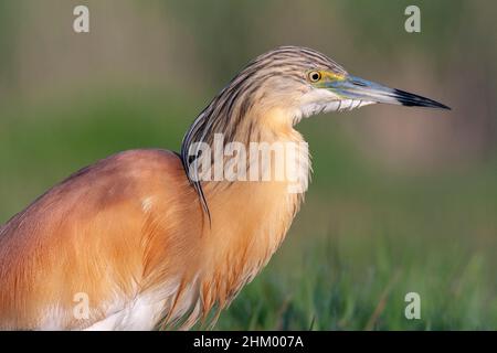 Erwachsener Squaccoreiher, Ardeola ralloides, Comunidad valenciana, Spanien Stockfoto