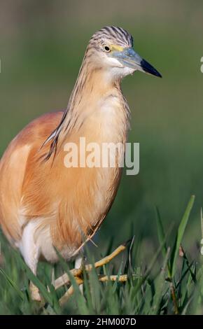 Erwachsener Squaccoreiher, Ardeola ralloides, Comunidad valenciana, Spanien Stockfoto