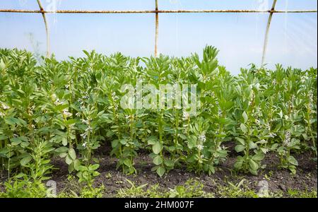 Blühende breite Bohne (Vicia faba) in einem Gewächshaus. Stockfoto