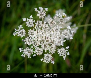 Cowparsley - Bedfont Lakes Country Park, lokales Naturschutzgebiet und Standort von städtischer Bedeutung für den Naturschutz in Bedfont in London Stockfoto