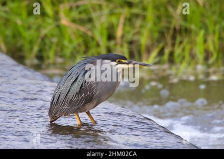 Gestreifte Reiher, Butorides striata, an einem kleinen Wasserfall im Meru National Park in Kenia. Stockfoto