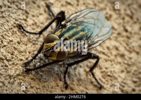 Nahaufnahme der Makrofotografie einer Fliege, musca domestica, Muscidae in einer Wand Stockfoto