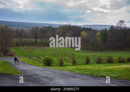 Ithaca, NY, USA - 25. April 2021: Zwei Männer gehen an einem bewölkten Tag eine einspurige Straße entlang und erkunden einen Weinberg in einem Weingut des Staates New York. Stockfoto
