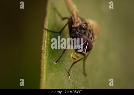 Nahaufnahme Makrofotografie einer Fliege, musca domestica, Muscidae, die aus einem Wassertropfen trinken. Stockfoto