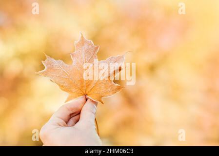 Ahornblatt in der Hand. Bokeh-Hintergrund verwischen. Farbenfrohe Herbstblätter mit Abstäubung von Frost. Herbstblatt Herbst. Stockfoto