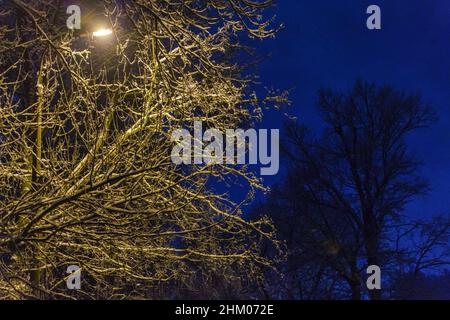 Nacht Winterbaum unter gelbem Licht der Straßenlaterne von Laternenpfosten in der Winternacht Stockfoto