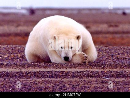 Ruhenden Eisbär Stockfoto