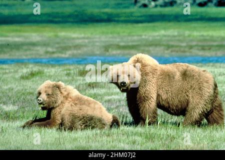 Zwei Grizzly Bears in A Meadow im Yellowstone National Park Stockfoto