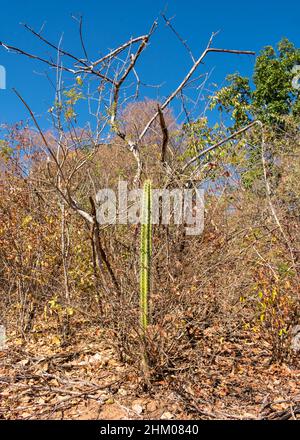 Kaktus wächst im trockenen Caatinga-Wald - Oeiras, Bundesstaat Piaui, Brasilien Stockfoto