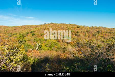 Ein Blick auf die Caatinga-Landschaft zu Beginn der Trockenzeit, Herbstfarben - Oeiras, Bundesstaat Piaui, Brasilien Stockfoto