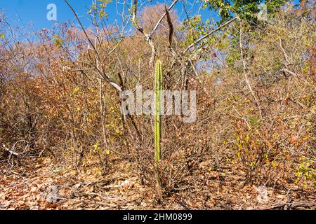 Kaktus wächst im trockenen Caatinga-Wald - Oeiras, Bundesstaat Piaui, Brasilien Stockfoto