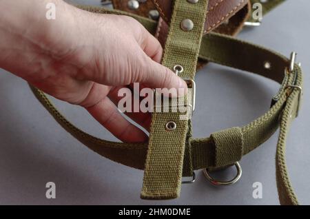 Die Hand eines Mannes hält ein Hundegeschirr auf einem grauen Hintergrund. Zugkabelbaum. Heimtiergeräte in Nahaufnahme. Selektiver Fokus. Stockfoto