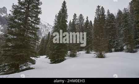 Kiefernwald im winter Stockfoto
