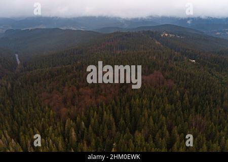 Fichten- und immergrüne Wälder der Karpaten in der Morgensonne, malerische Landschaften aus der Vogelperspektive, unpassierbarer Wald. Stockfoto