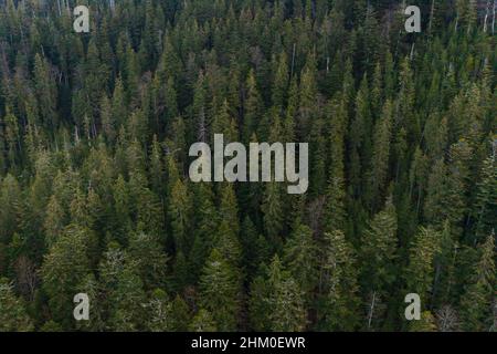 Fichten- und immergrüne Wälder der Karpaten in der Morgensonne, malerische Landschaften aus der Vogelperspektive, unpassierbarer Wald. Stockfoto