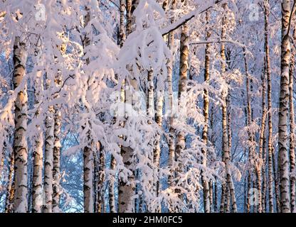 Birkenzweige in flauschigen Neuschnee eingewickelt in rosa Sonnenstrahlen gegen den blauen Himmel Stockfoto