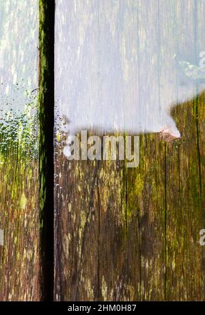 Nasse Oberfläche aus abgenutztem tropischem Holz mit grünem Moos, aufgenommen auf einer heimischen Terrasse Stockfoto