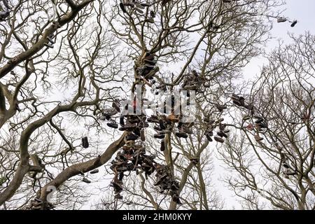 Der Schuhbaum in Armstrong Park, Heaton, Newcastle Upon Tyne, Großbritannien, wo die Menschen ihre gebrauchten Schuhe und Sportschuhe nach einer eigenartigen Tradition aufhängen. Stockfoto