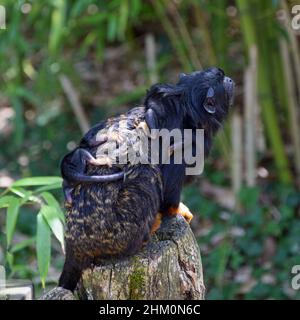 Der stolze Vater Red-handed (Midas) Tamarin (Saguinus midas) trägt seine Babys im Wildpark La Vallée des Singes in der Nähe von Civray, Vienne in Frankreich Stockfoto