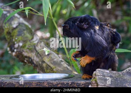 Der stolze Vater Red-handed (Midas) Tamarin (Saguinus midas) trägt seine Babys im Wildpark La Vallée des Singes in der Nähe von Civray, Vienne in Frankreich Stockfoto