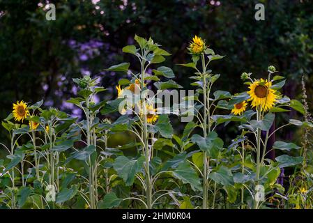 Selektiver Fokus auf Foto. Sonnenblumen im Garten. Stockfoto