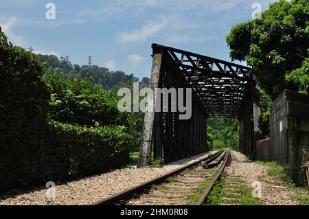 Teil des Bahnkorridors in Singapur - eine 24 km lange durchgehende grüne Passage, die Tierbewegungen zwischen wichtigen Grünflächen ermöglicht Stockfoto