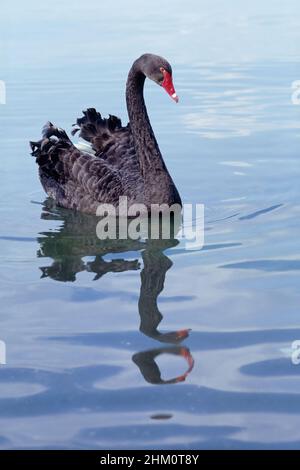 Schwarzer Schwan schwimmt in einem See, Cygnus atratus, Anatidae Stockfoto
