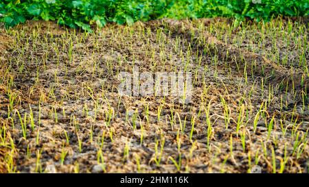 Grüne Bio-Zwiebel wächst im Garten. Neu keimende Zwiebelsprossen, die mitten auf dem offenen Boden wachsen. Stockfoto