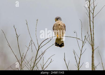 Kestrel-Falco tinnunculus. Stockfoto