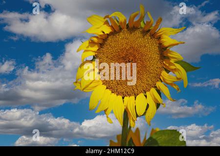 Nahaufnahme einer einzigen gelben, großen, fast verwelkten Sonnenblume vor einem klaren, blauen Himmel mit Cumuluswolken Stockfoto