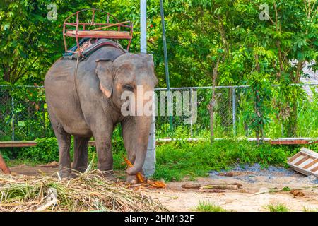 Asiatische Elefanten mit Sitzgelegenheit im tropischen Regenwald-Park auf Koh Samui in Surat Thani Thailand. Stockfoto