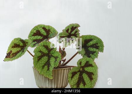 Begonia masoniana oder das Eisenkreuz begonia Stockfoto