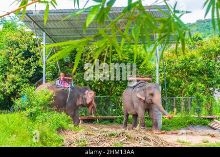 Asiatische Elefanten mit Sitzgelegenheit im tropischen Regenwald-Park auf Koh Samui in Surat Thani Thailand. Stockfoto