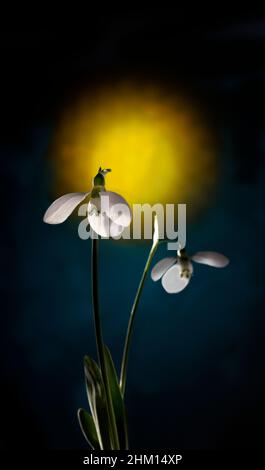 Schneeglöckchen bei Sonnenaufgang Stockfoto