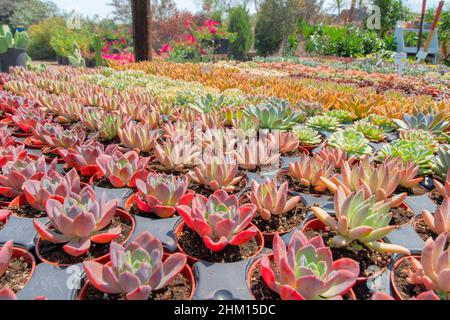 Eingetopfte echeveria Sukulenten auf einem schwarzen Topftablett. Gut organisierte Sukulenten mit buntem Laub auf einem botanischen Gartenmarkt im Freien. Stockfoto