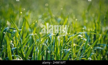 Junge Weizenpflanzen sprießen auf dem Feld. Makro des grünen frischen jungen Weizens, verschwommen Stockfoto
