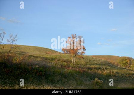 Ein einfarbigen Baum und ein Hirsch grasen auf einem Feld voller Herbstfarben Stockfoto