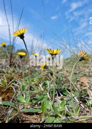 Mausohr-Weißkraut (Pilosella officinarum) blüht im Frühjahr auf Küstensanddünen, Merthyr Mawr Warren NNR, Glamorgan, Wales, Großbritannien, Mai. Stockfoto