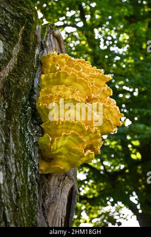 Ein großer gelber Pilz auf einem Eichenstamm Stockfoto