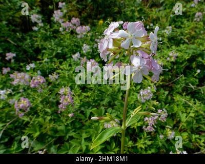 Seifenkraut (Saponaria officinalis) blüht in einem dichten Stand auf Küstensanddünen, Merthyr Mawr Warren NNR, Glamorgan, Wales, UK, Juli. Stockfoto
