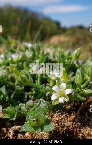 Thymianblättrige Sandwürze (Arenaria serpyllifolia), die im Frühjahr auf Küstensanddünen blüht, Merthyr Mawr Warren NNR, Glamorgan, Wales, UK, Mai. Stockfoto