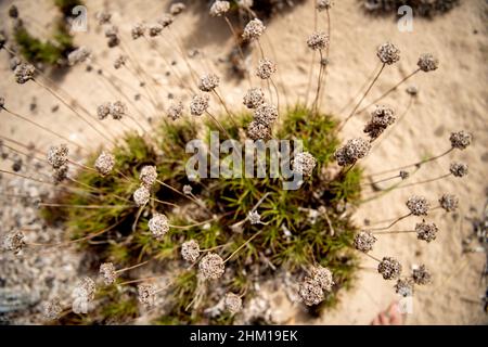 Flora am Strand, auf duna Stockfoto