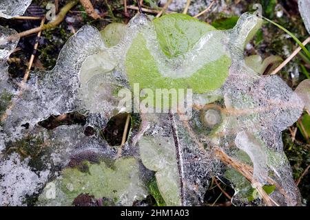 Eisbedeckte Pflanzen in Nahaufnahme Stockfoto