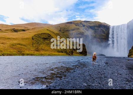 Skógafoss Wasserfall mit einem isländischen Pferd in Island, ein magisches Naturwunder Stockfoto