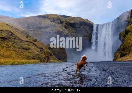 Skógafoss Wasserfall mit einem isländischen Pferd in Island, ein magisches Naturwunder Stockfoto