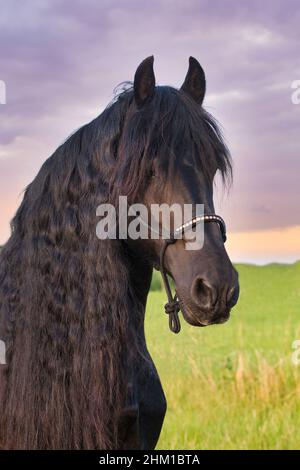 Porträt eines schönen schwarzen friesischen Hengstes. Stockfoto