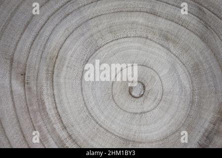 Abstrakter Hintergrund. Holzstruktur. Die Jahresringe auf dem Sägebaum aus der Nähe. Stockfoto